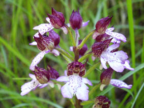 Orchis purpurea